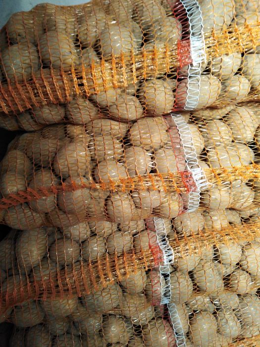 Ziemniaki Owacja, Vineta z własnej uprawy.