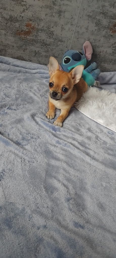 Chihuahua suczka