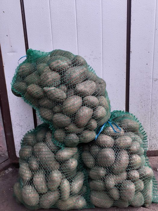 Sprzedam ziemniaki Irga Noya Catania Bellarosa