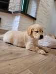 Golden Retriever Piękny Szczeniak