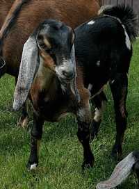 Koza Anglonubijska