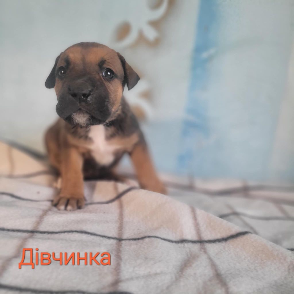 Продам щенков  питбуля