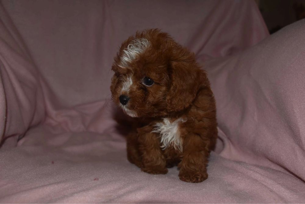 Міні Мальтипу Київ, мікро мальтипу ф1