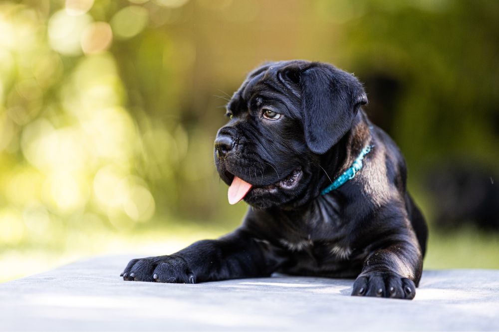 Чарівні дівчинкі Кане Корсо (Cane Corso Italiano)