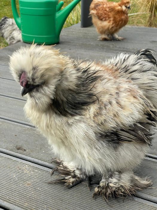 Koguciki Silki młode koguty  22 tygodnie