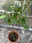Planta de Sapote branco