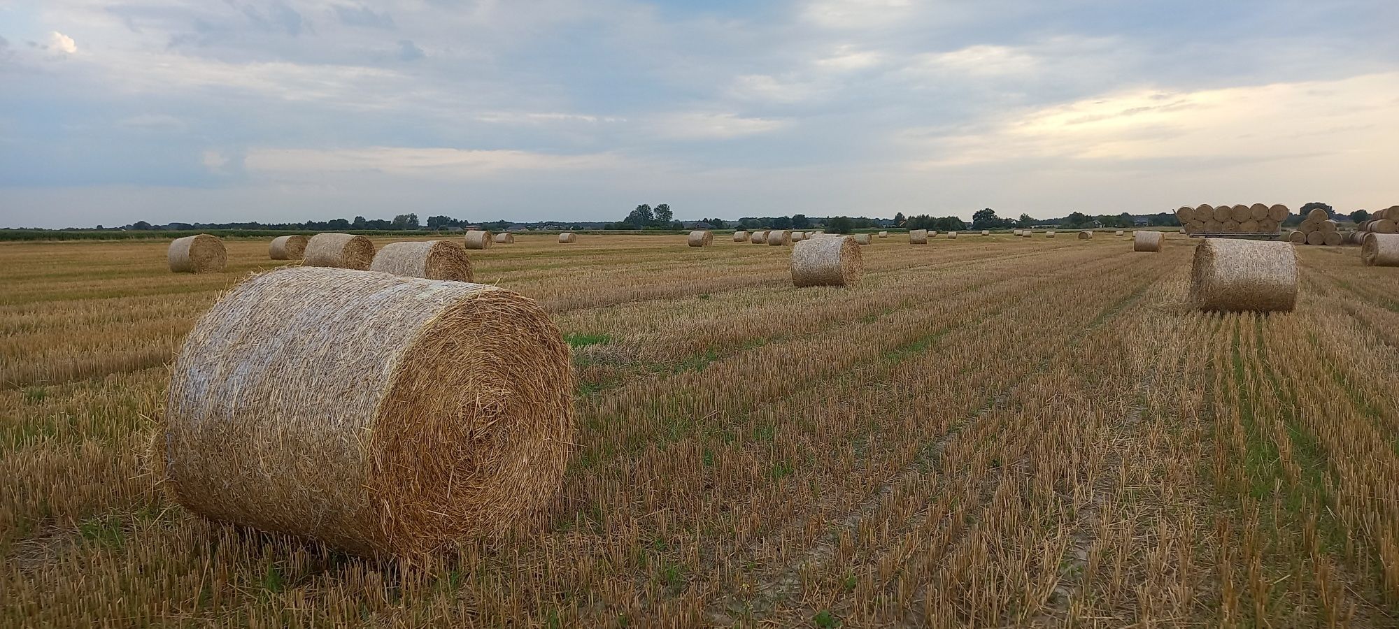 Sprzedam słomę baloty