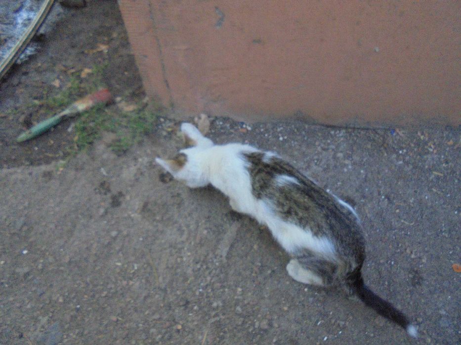 дарим котика 4 месяца.