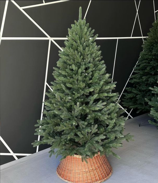 Ялинка лита Альпійська Віденська Ковалівська Сіга Груп Siga Group