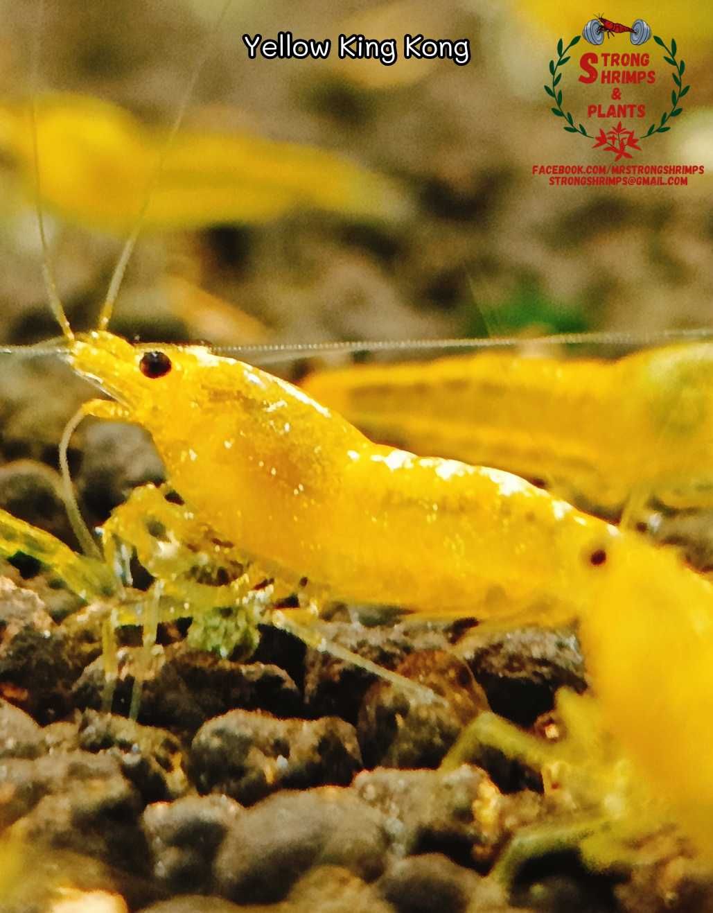 Krewetki Caridina Yellow King Kong gen Galaxy ZAMIANA GRATIS PROMOCJA