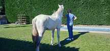 Cavalo puro sangue lusitano