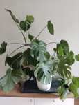 Monstera roślina rezerwacja