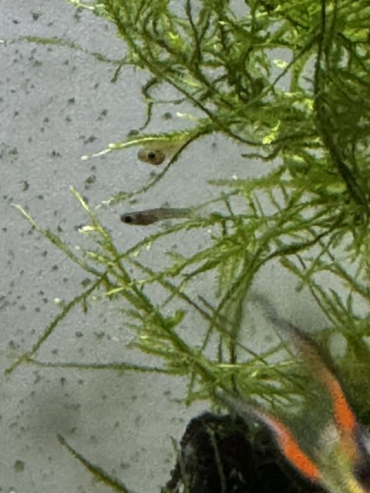 Crias guppy minimo 15