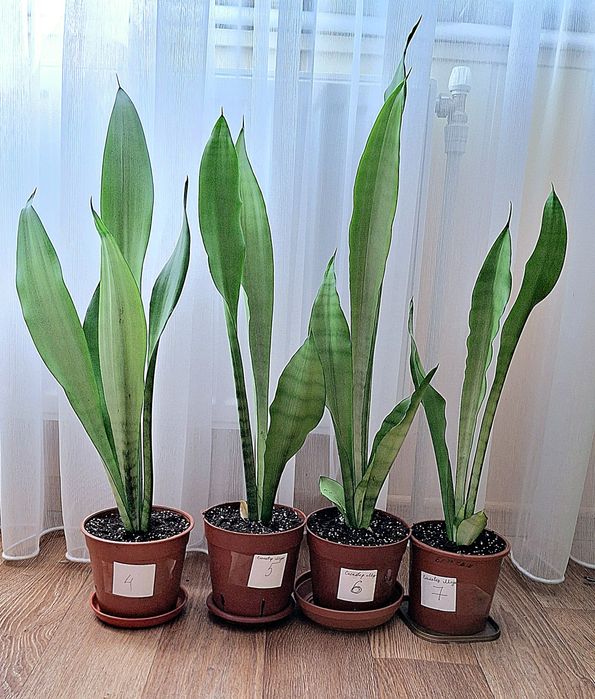 Сансенв'єрія Сильвер Мун Муншайн Сильвер паррот принцесс сансевієрія