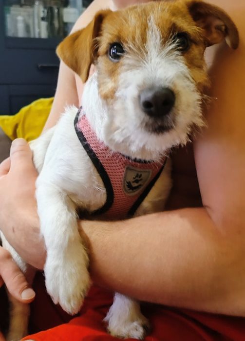 suczka Jack Russell terrier z rodowodem