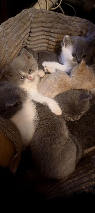 Kotek brytyjski niebieski