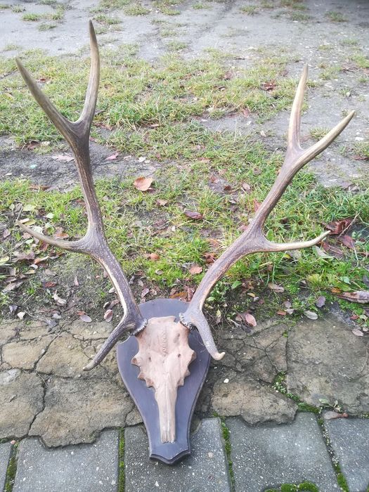 Poroza jelenia poroze z czaszka