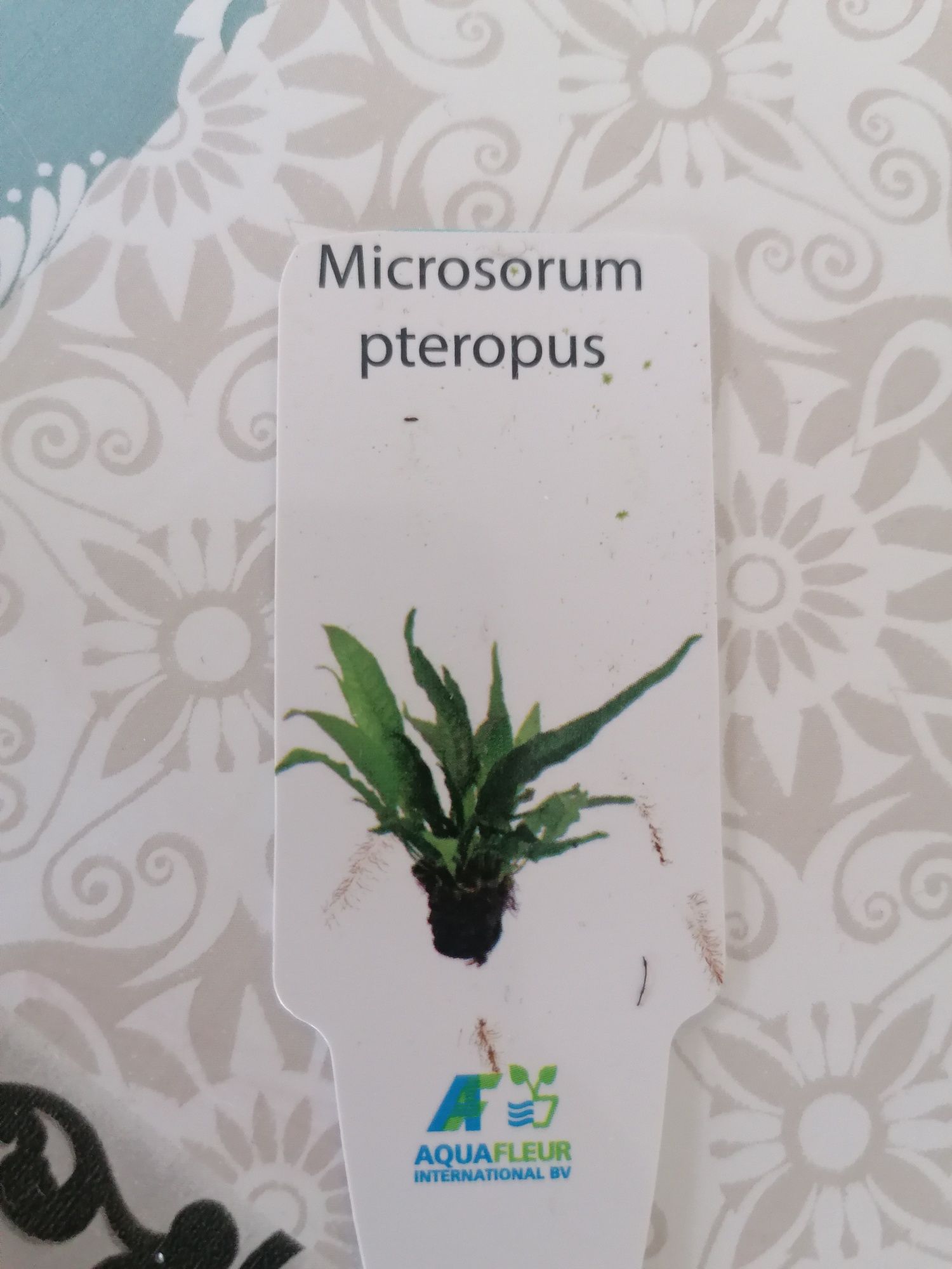 Planta Aquário - Microsorum Pteropus