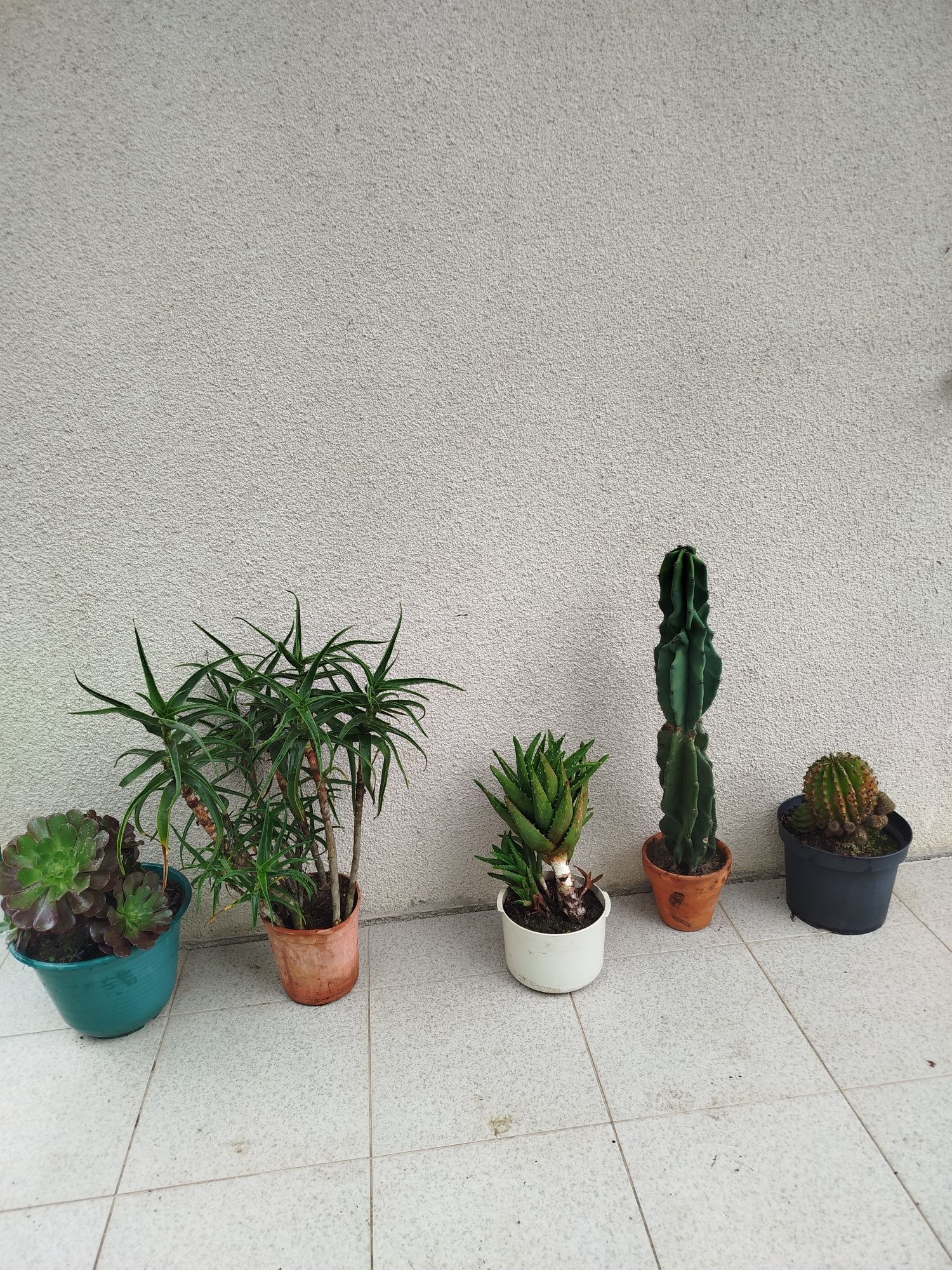 Variedade de plantas