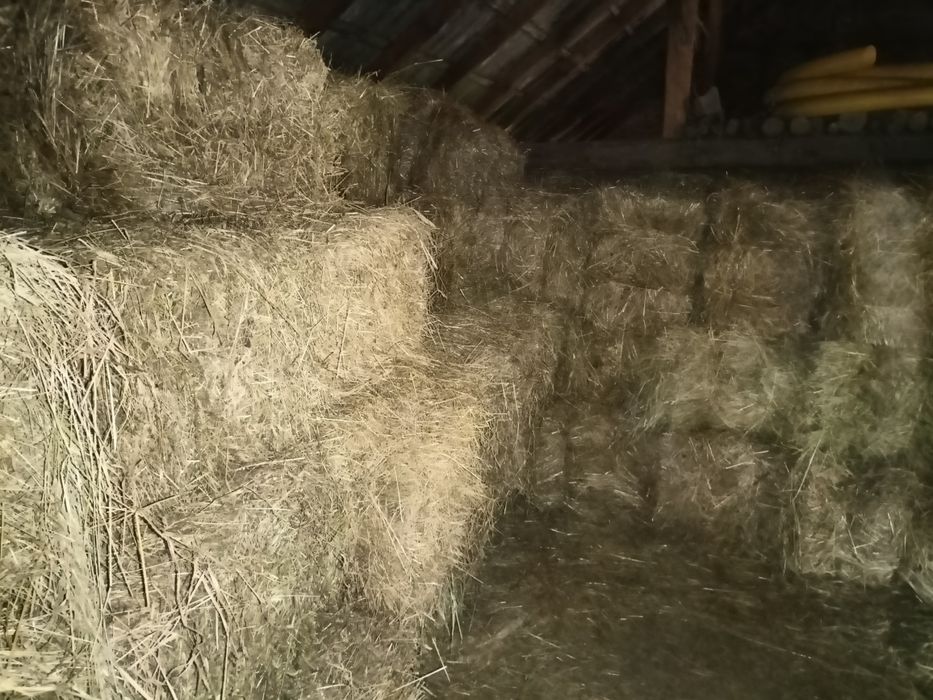 Siano w kostkach - dla zwierząt