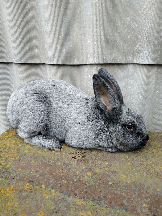 Продам кролі Полтавське срібло