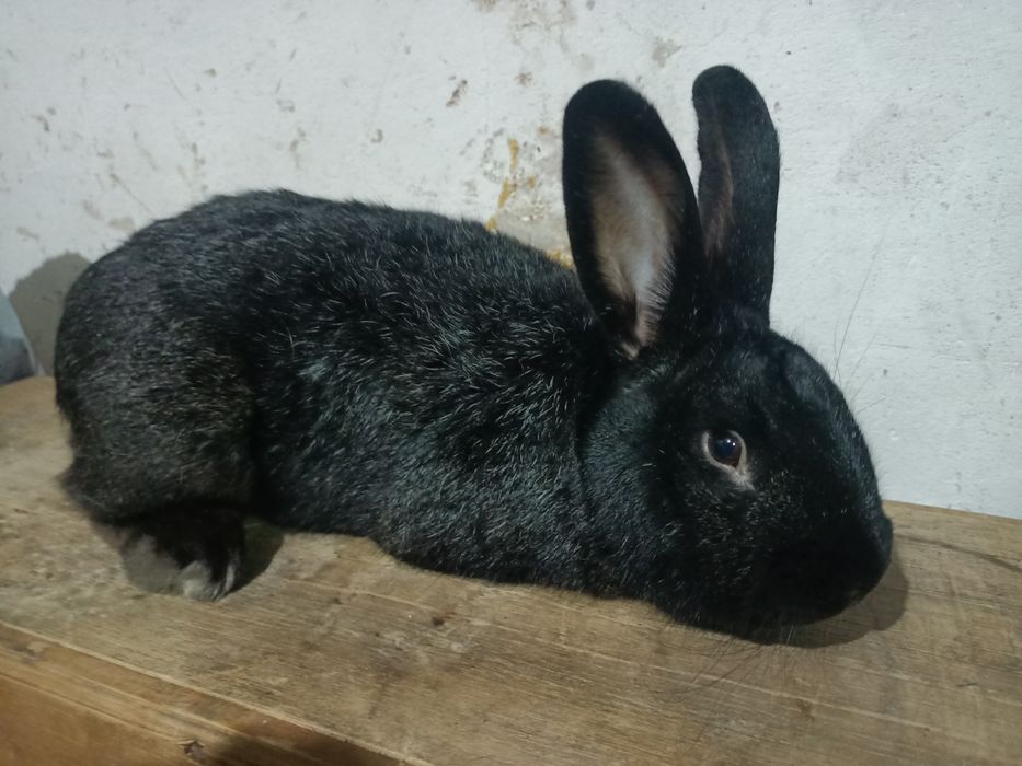 Sprzedam królika mieszańca