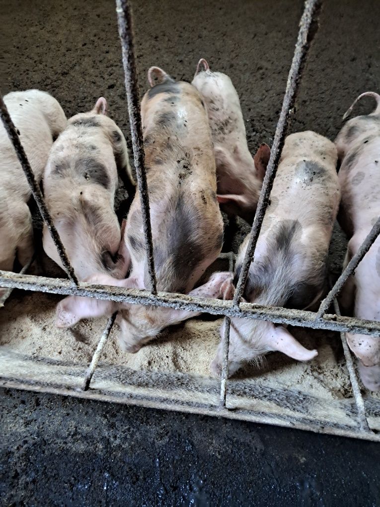 Продам поросята мясної породи