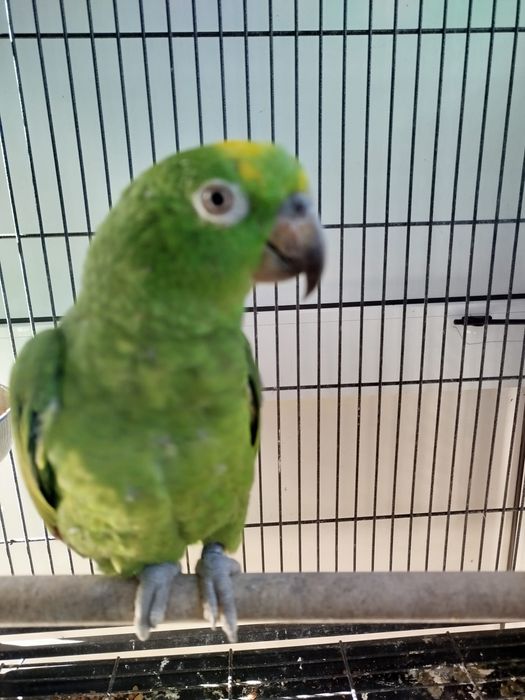 Amazona ochrocephala