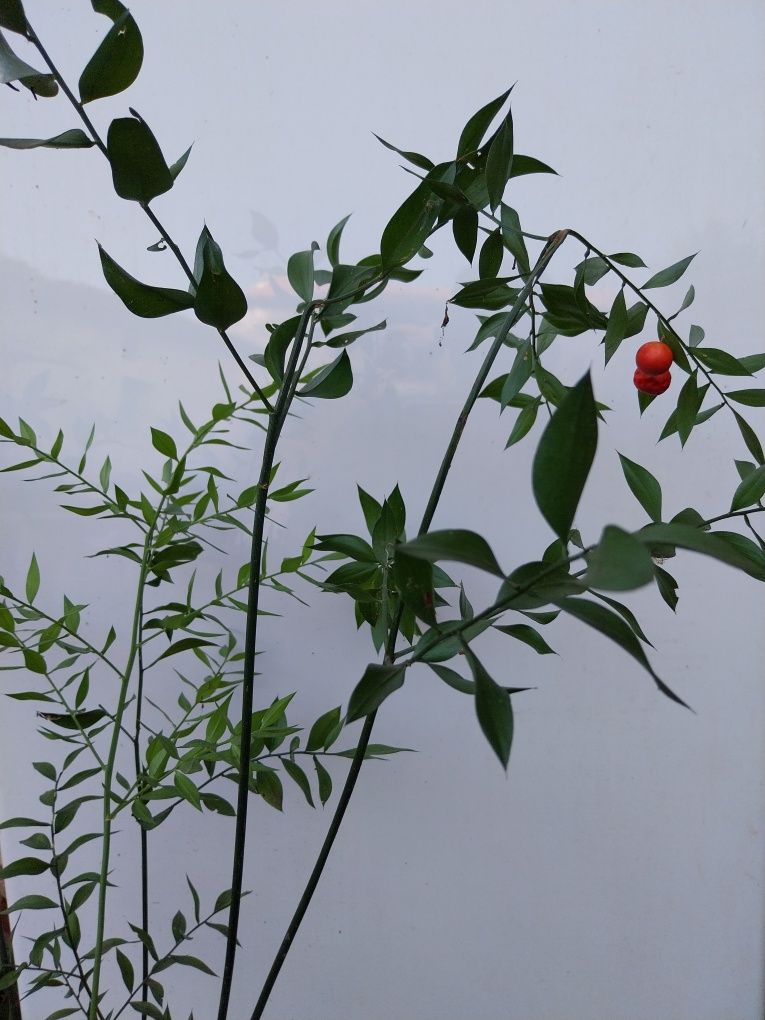 Planta de gilbardeira