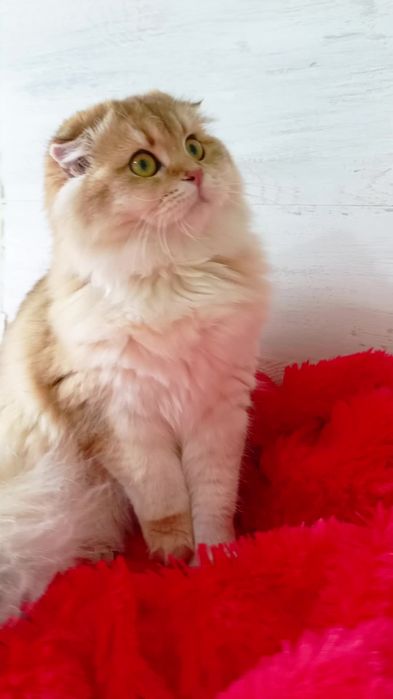 Классная кошечка золотая шиншилла Хайленд. Шотландская вислоухая
