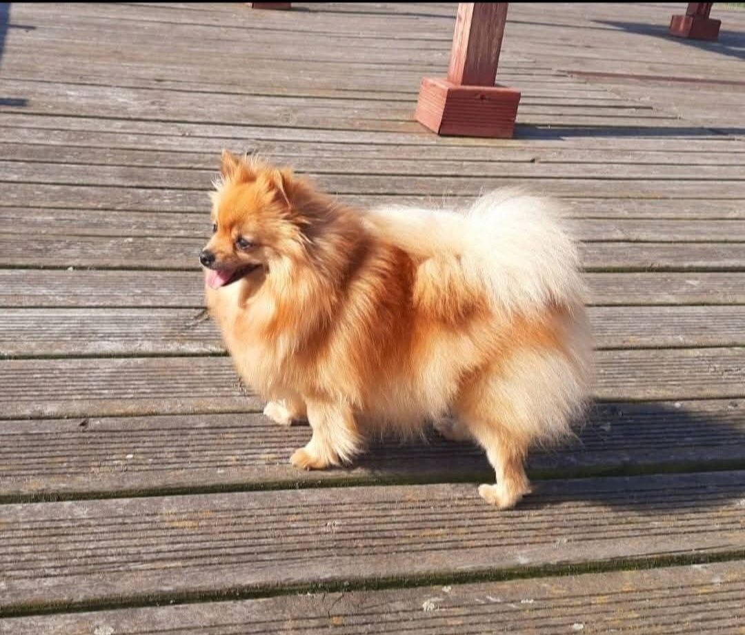 Pomeranian szpic miniaturowy suczka Megi