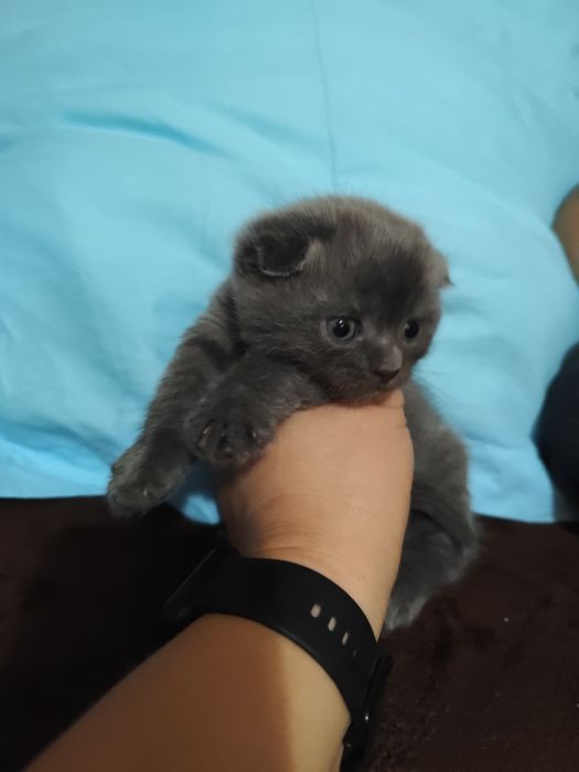 Кошеня мама веслоуха шотландка