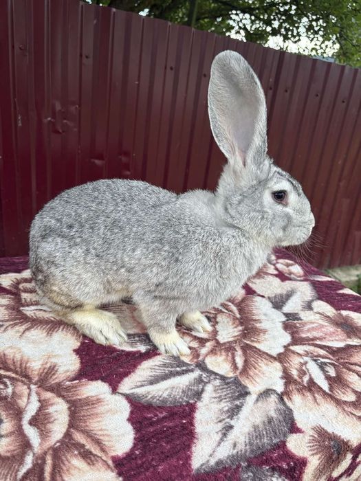 Продається кітна кролиця 
Порода "Європейська шиншила"Про вакцинована,