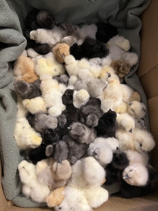 Dostepne 30  Jajka lęgowe silki usa piękne puchate kury silka