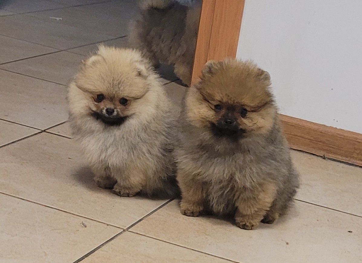 Pomeranian  - Piesek po Championach FCI !