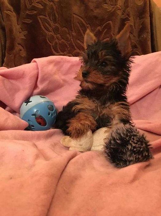 Sprzedam szczeniaczka -sunię Yorka -Alutkę