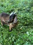 Cabrito macho 4 meses