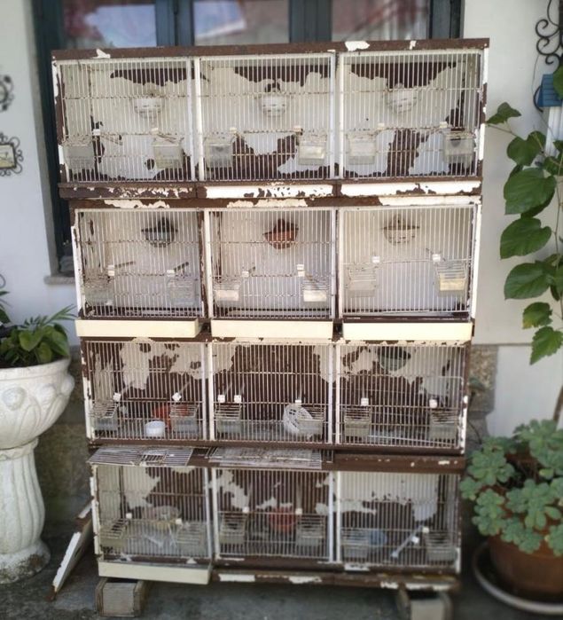 Conjunto de 4 gaiolões