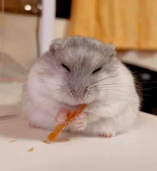 Mini coelhos anões+Gaiolas nova+alimentação adequada