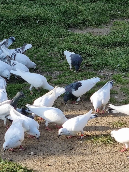 GOŁEBIE DO sprzedania