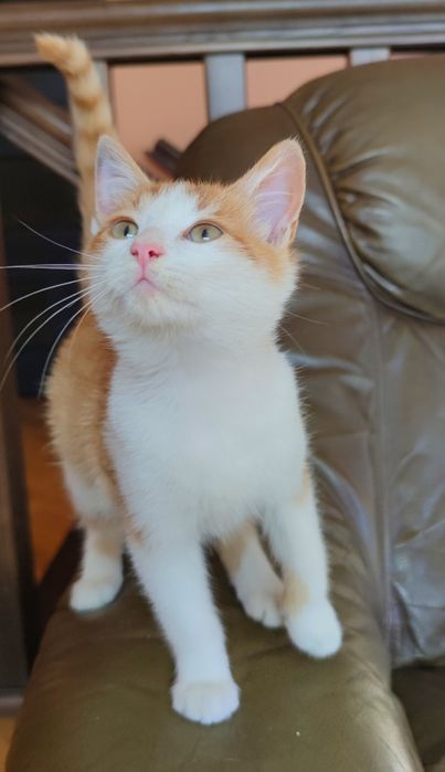 Кошенята в добрі руки