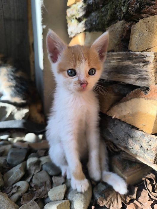 Котик хлопчик шукає домівку