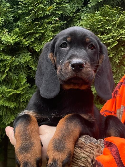 Gończy Polski -Piesek ZKwP