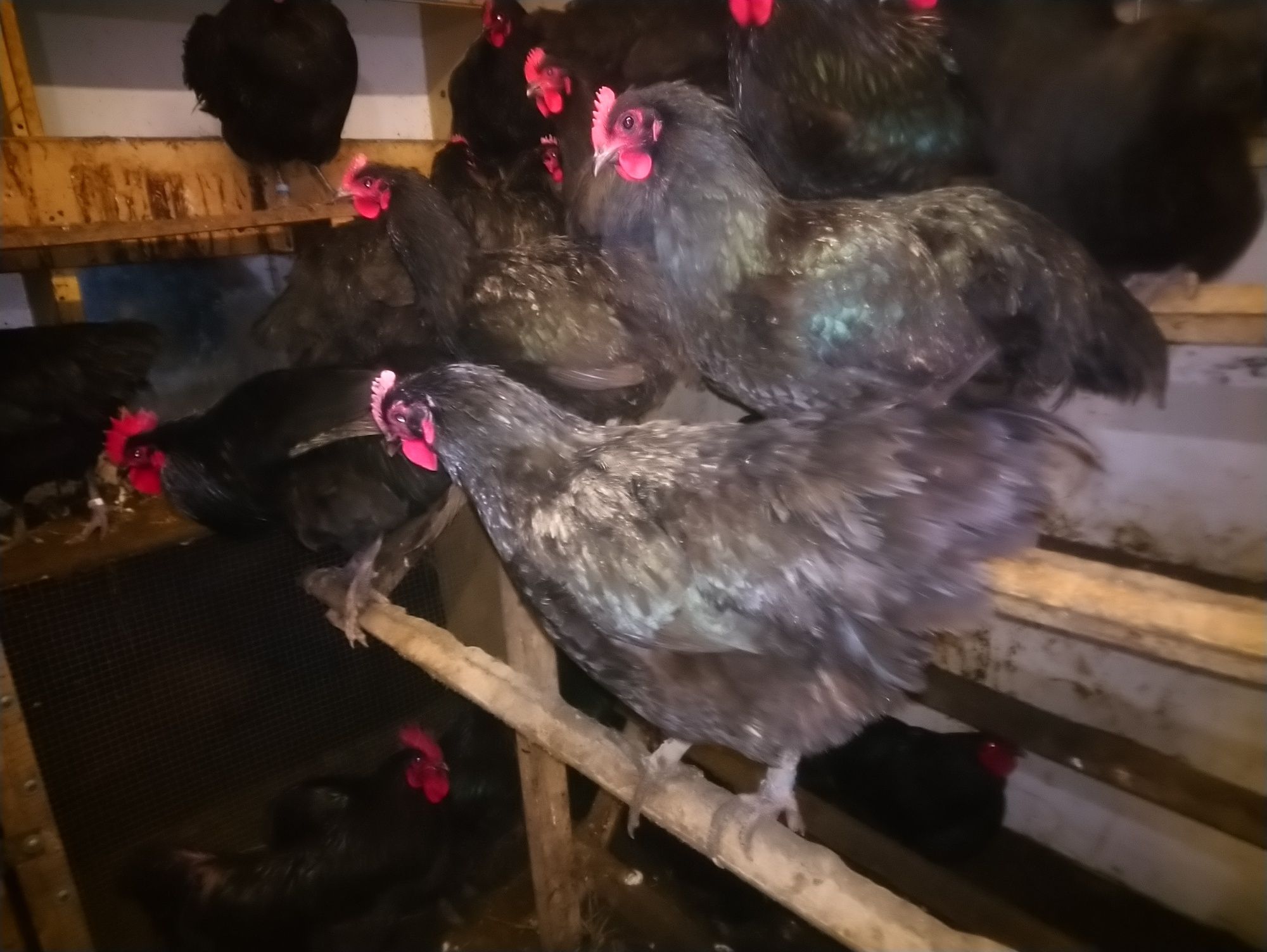 Australorp jaja lęgowe