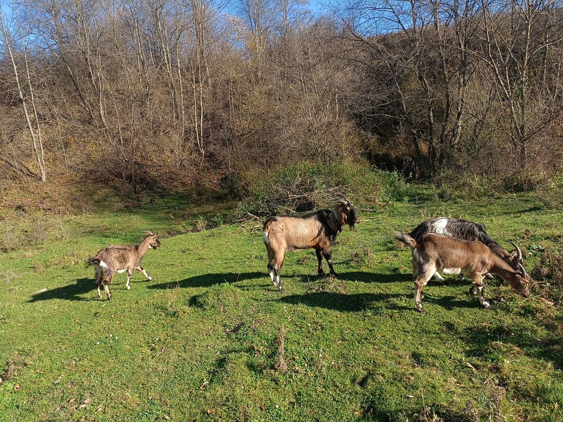 Sprzedam kozła  anglonubijskiego