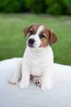 Jack Russell Terrier FCI - szczeniak