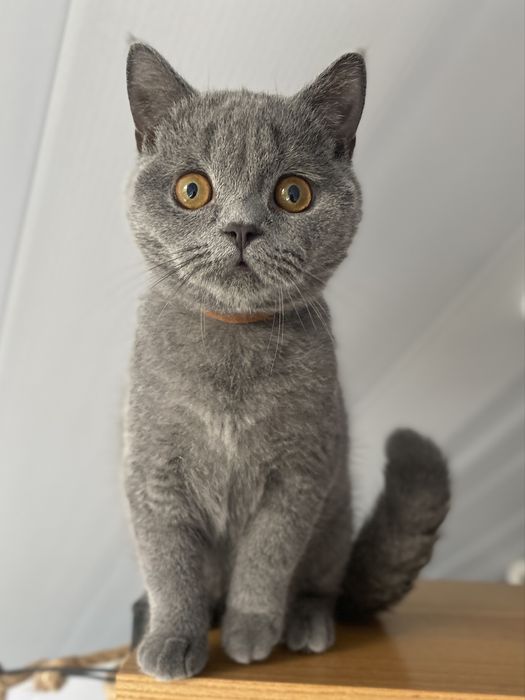 Кошеня, виховане у найкращих традиціях.