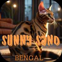 Kot Bengalski - wyborowe rasowe Kociaki - WYBIERZ SWOJĄ KICIĘ :-)