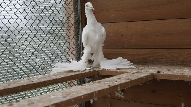 Bocian bociany dolnośląska samica z 2019 roku gołębie ozdobne