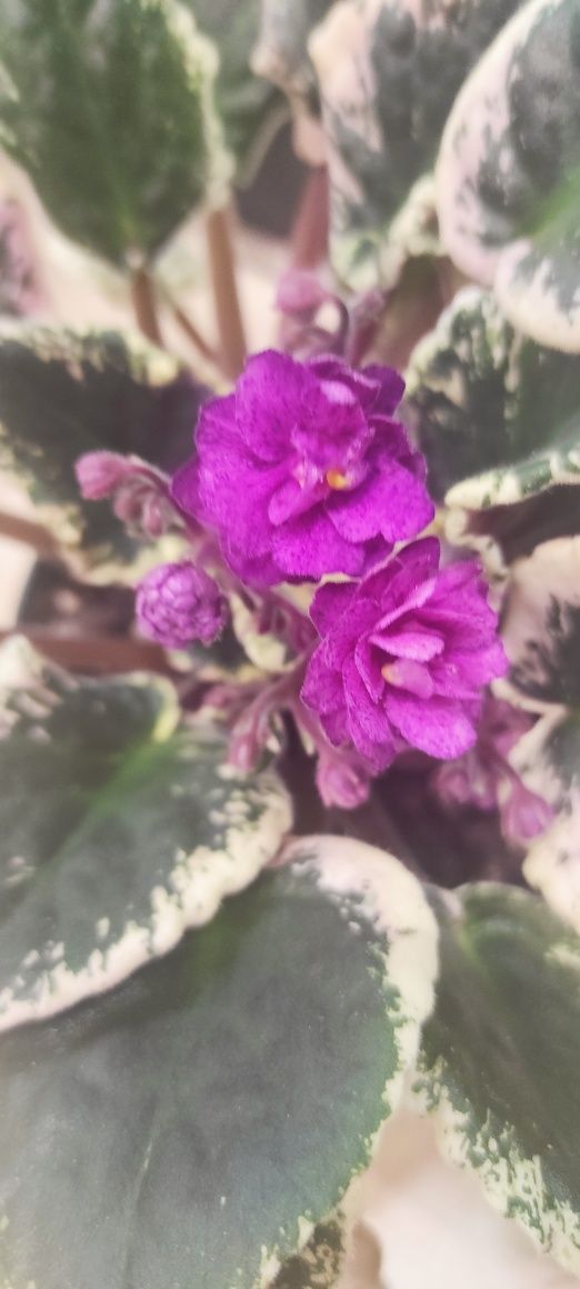 Saintpaulia Variegata fiołek